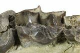 Fossil Titanothere (Megacerops) Partial Maxilla - South Dakota #300016-4